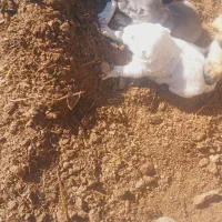 تولههای نر|سگ|میاندوآب, |دیوار