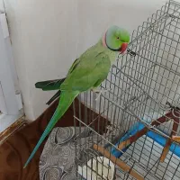 طوطی ملنگو نر فروش به علت کمبود جا|پرنده|شیراز, محراب|دیوار