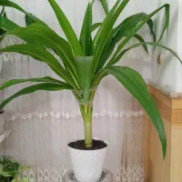 سلام گل سوسن عنکبودی بزرگ سر حال|گل و گیاه طبیعی|نیشابور, بزرگمهر|دیوار