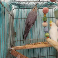 جفت عروس هلندی