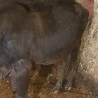 گاو آبستن بومی و گلپایگانی|حیوانات مزرعه|پاتاوه, |دیوار