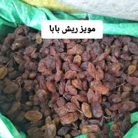 کشمش آفتابی|خوردنی و آشامیدنی|بجنورد, |دیوار