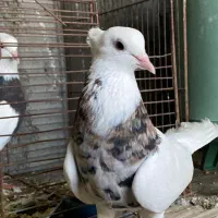 طوقی هفت رنگ