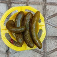 خیارشور بوته ای امسالی