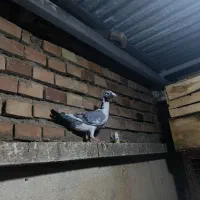 کاریر|پرنده|نگین شهر, |دیوار