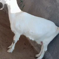 بزسانن|حیوانات مزرعه|تربت جام, کاریز نو سفلی|دیوار