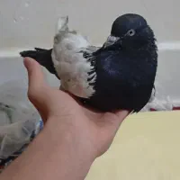 سه عدد کبوتر|پرنده|اندیمشک, |دیوار