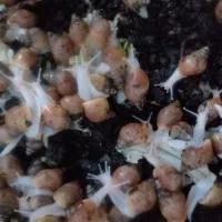 حراج حلزون در اندازه های مختلف|خزنده|تهران, قیطریه|دیوار