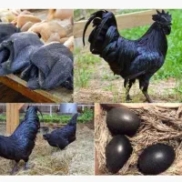 مرغ و خروس نژاد کم یاب