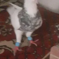 تعداد ۱۰تا نره دورشت و۵تا ماده زیبا ودرشت روی توخم