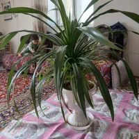 گل پاندانوس زیبا