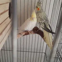 عروس هلندی مولد|پرنده|رباطکریم, رباطکریم|دیوار