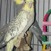 جفت عروس هلندی نیمه دستی|پرنده|کازرون, |دیوار