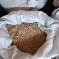 جو محلی برای خسیل