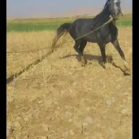 حیوانات مزرعه