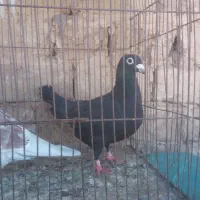 کبوتر کفتر زاغ المان اصل ماده