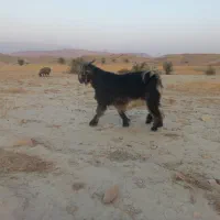 فروش کهره بذری|حیوانات مزرعه|جره و بالاده, |دیوار