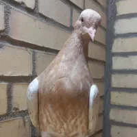جوجه کفتر کله زرد کاکلی.