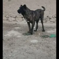 سگ خراسانی|سگ|مشهد, رباط طرق|دیوار