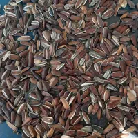 تخمه و اسفند