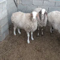 فروش میش جوان