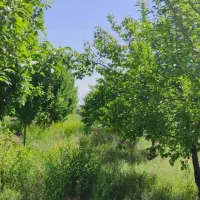 فروش باغ ۷۸۰۰ متری در زنجان|فروش زمین و ملک کلنگی|زنجان, |دیوار