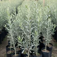 نهال زیتون با ریشه قوی و رشد سریع، فرصت محدود