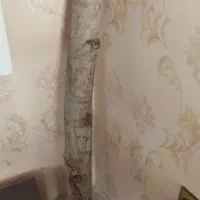 تنه گردو|کلکسیون و سرگرمی|رفسنجان, |دیوار