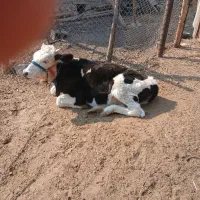 گوساله سمینتال|حیوانات مزرعه|مهر, |دیوار