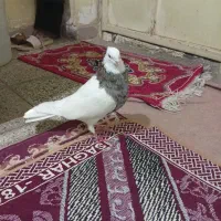 کبوتر طوقی هفت رنگ درجه یک|پرنده|سوسنگرد, |دیوار