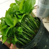 فروش سبزه نارنج|گل و گیاه طبیعی|ساری, |دیوار