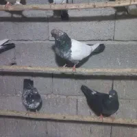 ۱۳ عدد کبوتر کله دار دونه ای ۷۰۰