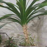 فروش گل های بزرگ خوشکل