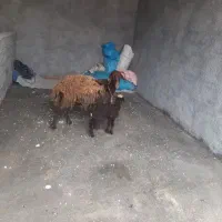 پنج‌راس‌شیشک‌بره‌داره‌‌افشاری‌درجه‌یک‌