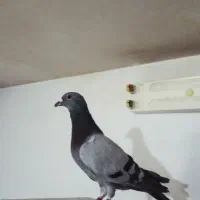 کبوتر کفتر