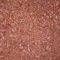 فروش گندوم بوجاری شده کیلویی ۳۳۰۰۰