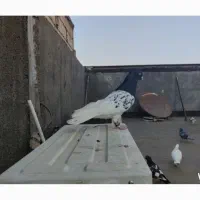کفتر کبوتر کله سیاه نر گمشده