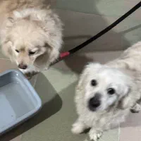 سگ خونگی پامرین،اشپیتز گلدن