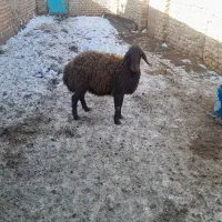 بره ماده هترو