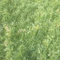 فروش علف یونجه خالص|حیوانات مزرعه|بناب, |دیوار