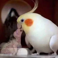 عروس هلندی البینو مولد با 3 تا جوجه