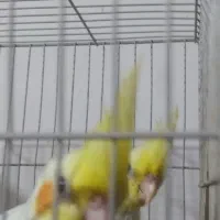 عروس هلندی|پرنده|گنبد کاووس, |دیوار