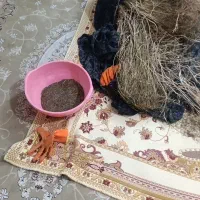 زیره کوهی