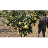 فروش باغ مثمر واقتصادی در گیوی (خلخال)ویلا/فول