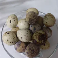 تخم بلدرچین