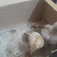 جوجه مرغ خروس لاری