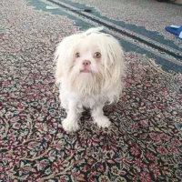 سگ پا کوتاه