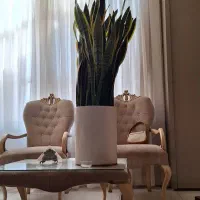 گل سانسوریا غول