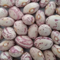 لوبیا چیتی