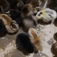 جوجه محلی گلپایگان